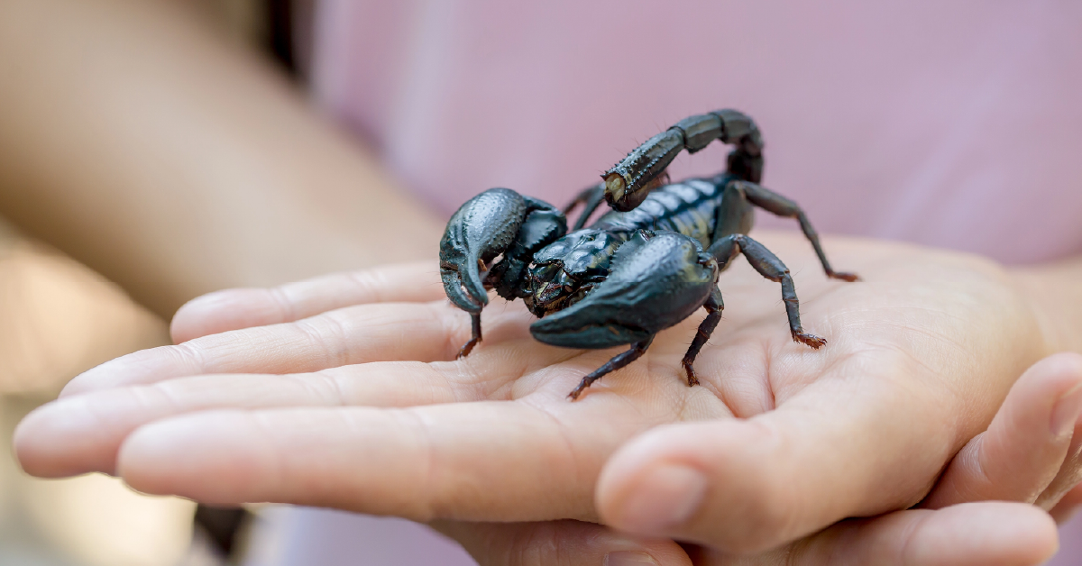Rattlesnakes, Scorpions, and Fire Ants, Oh My: When a Bite or Sting Is an Emergency